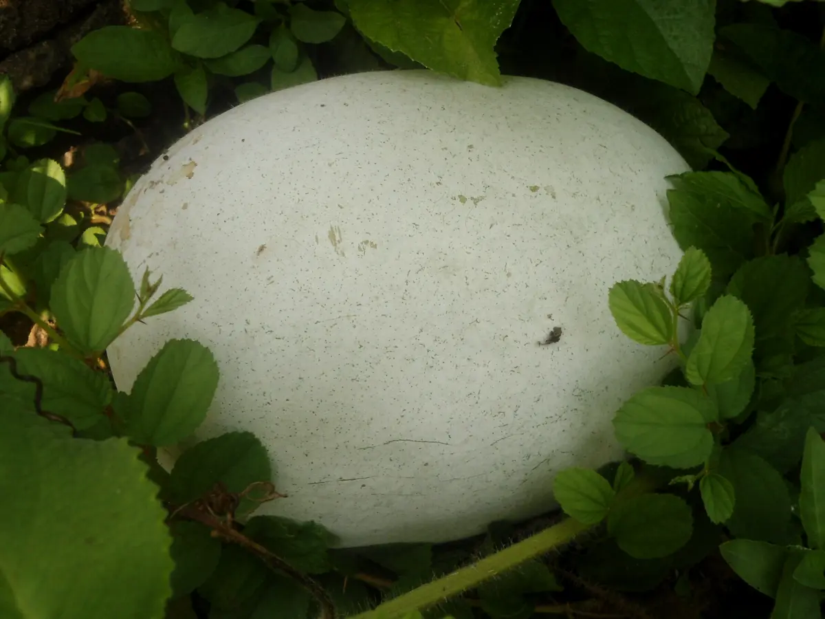 कोहळा (पेठा)