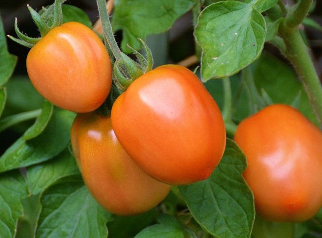 Tomato