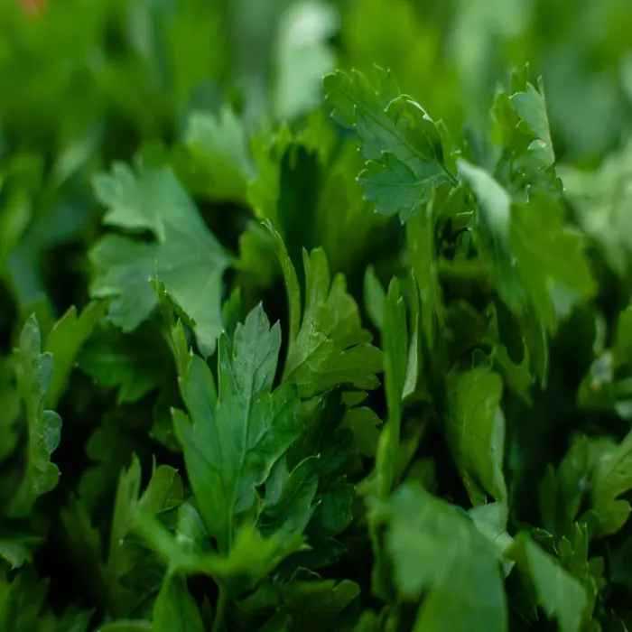 Coriander